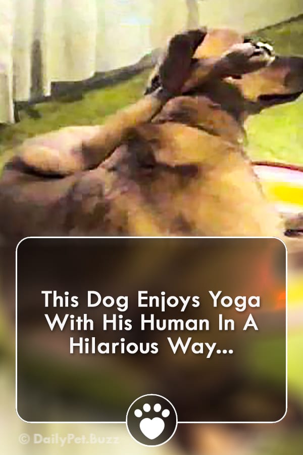 This Dog Enjoys Yoga With His Human In A Hilarious Way...