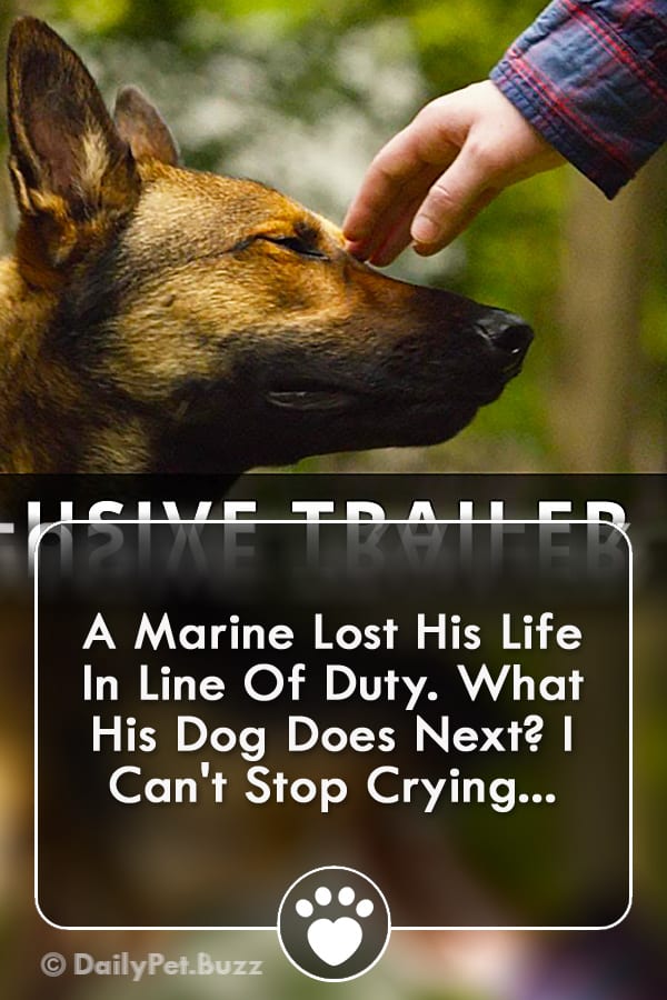 A Marine Lost His Life In Line Of Duty. What His Dog Does Next? I Can\'t Stop Crying...