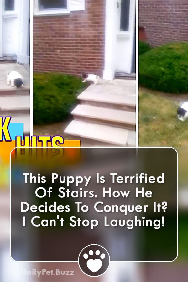 This Puppy Is Terrified Of Stairs. How He Decides To Conquer It? I Can\'t Stop Laughing!