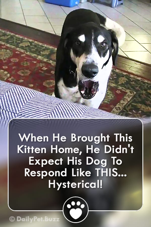When He Brought This Kitten Home, He Didn\'t Expect His Dog To Respond Like THIS... Hysterical!
