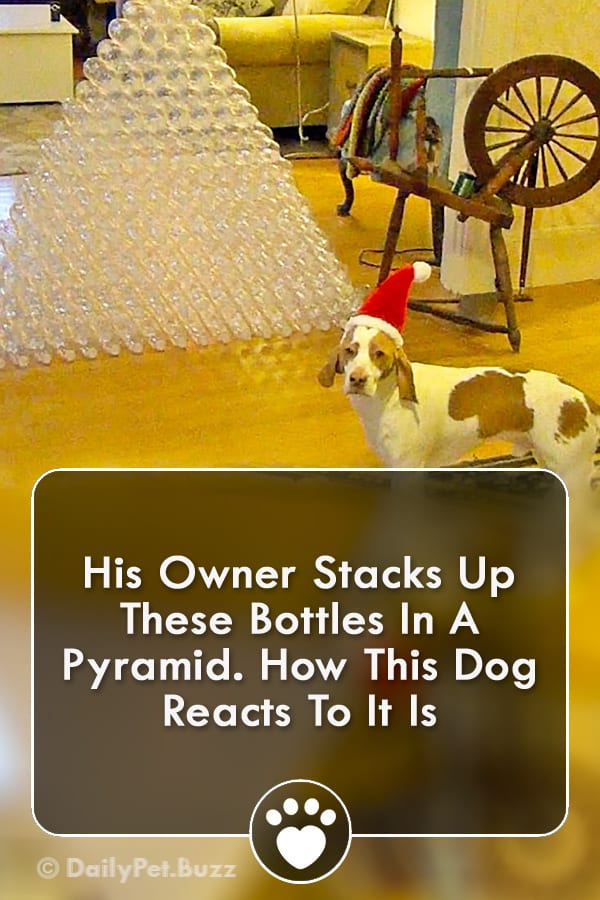 His Owner Stacks Up These Bottles In A Pyramid. How This Dog Reacts To It Is