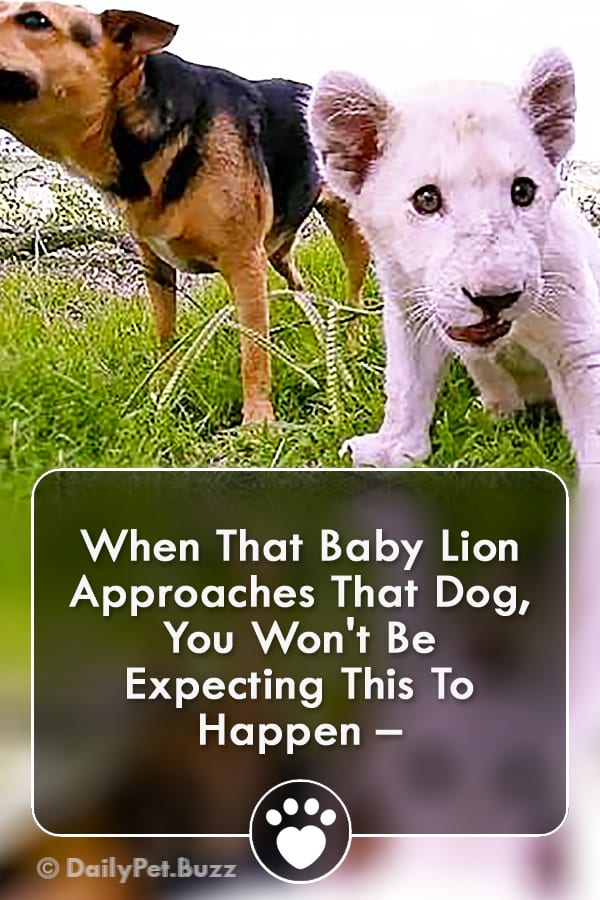 When That Baby Lion Approaches That Dog, You Won\'t Be Expecting This To Happen –