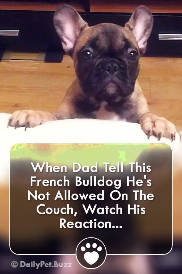 When Dad Tell This French Bulldog He\'s Not Allowed On The Couch, Watch His Reaction...