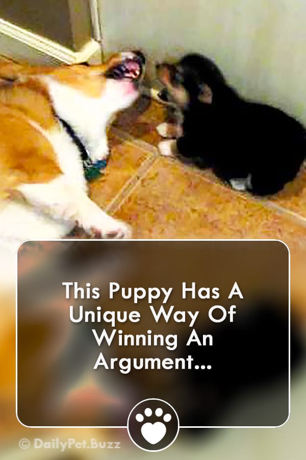 This Puppy Has A Unique Way Of Winning An Argument...