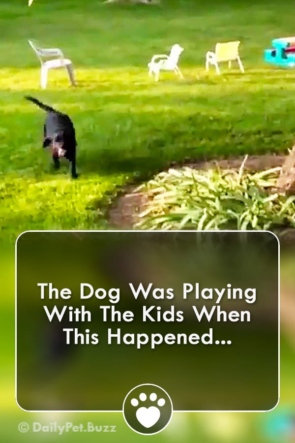 The Dog Was Playing With The Kids When This Happened...
