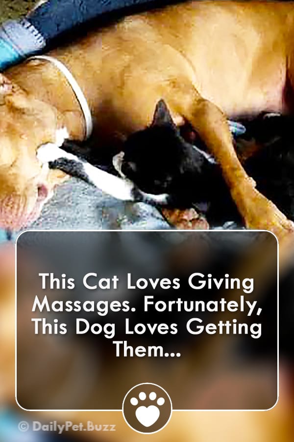 This Cat Loves Giving Massages. Fortunately, This Dog Loves Getting Them...