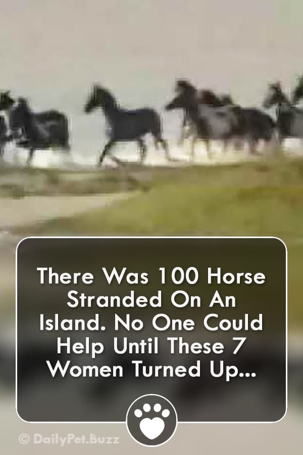 There Was 100 Horse Stranded On An Island. No One Could Help Until These 7 Women Turned Up...