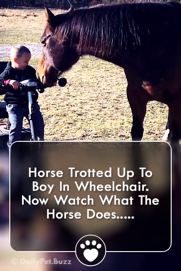 Horse Trotted Up To Boy In Wheelchair. Now Watch What The Horse Does...