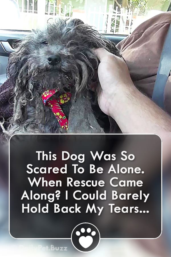 This Dog Was So Scared To Be Alone. When Rescue Came Along? I Could Barely Hold Back My Tears...