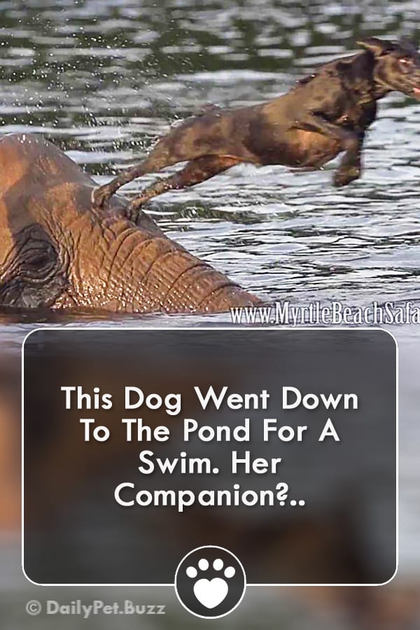 This Dog Went Down To The Pond For A Swim. Her Companion?..