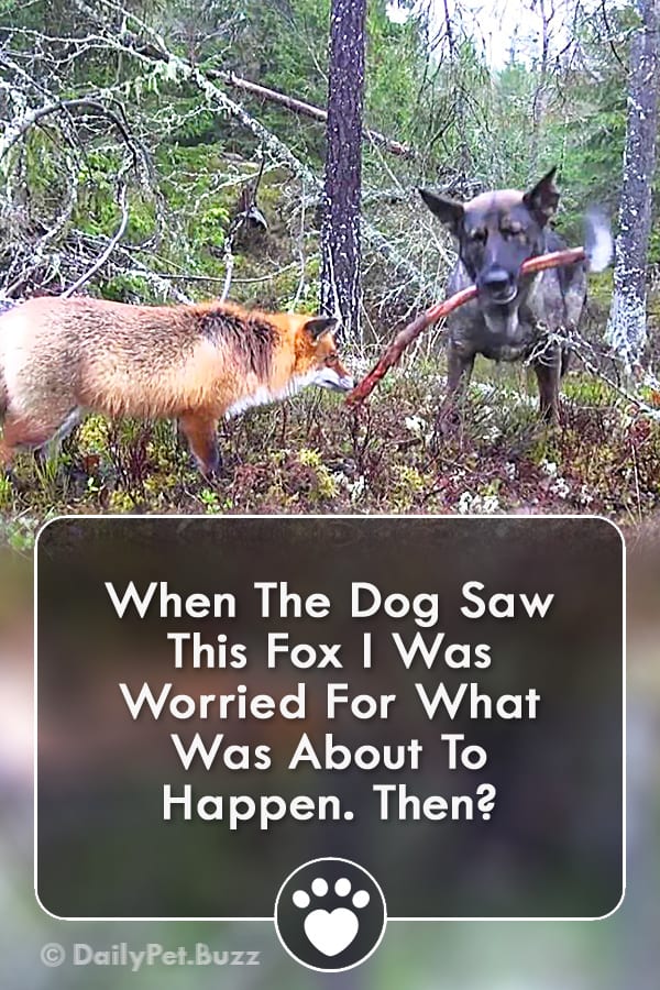 When The Dog Saw This Fox I Was Worried For What Was About To Happen. Then?