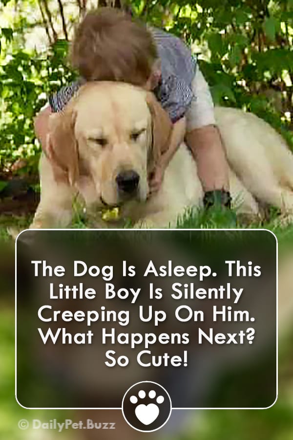 The Dog Is Asleep. This Little Boy Is Silently Creeping Up On Him. What Happens Next? So Cute!