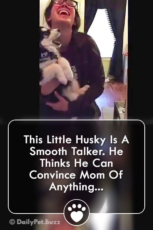 This Little Husky Is A Smooth Talker. He Thinks He Can Convince Mom Of Anything...