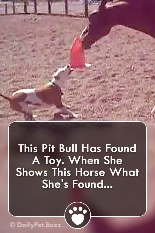 This Pit Bull Has Found A Toy. When She Shows This Horse What She\'s Found...