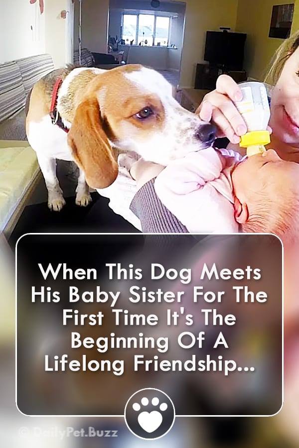 When This Dog Meets His Baby Sister For The First Time It\'s The Beginning Of A Lifelong Friendship...