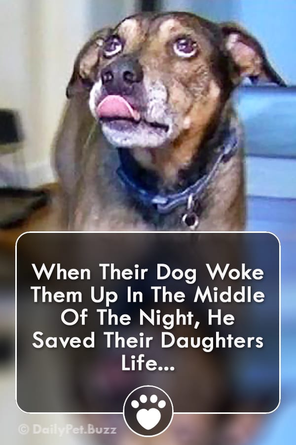 When Their Dog Woke Them Up In The Middle Of The Night, He Saved Their Daughters Life...