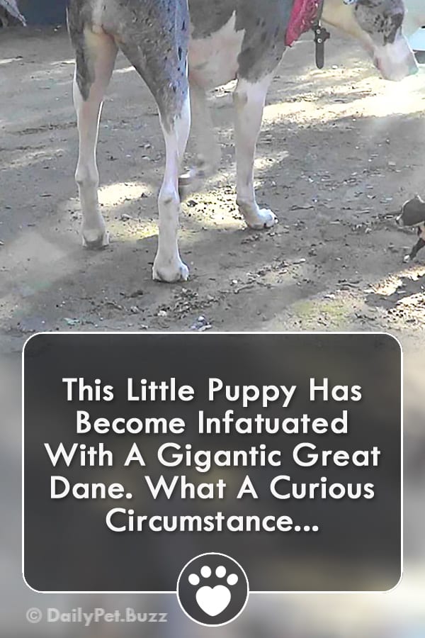 This Little Puppy Has Become Infatuated With A Gigantic Great Dane. What A Curious Circumstance...