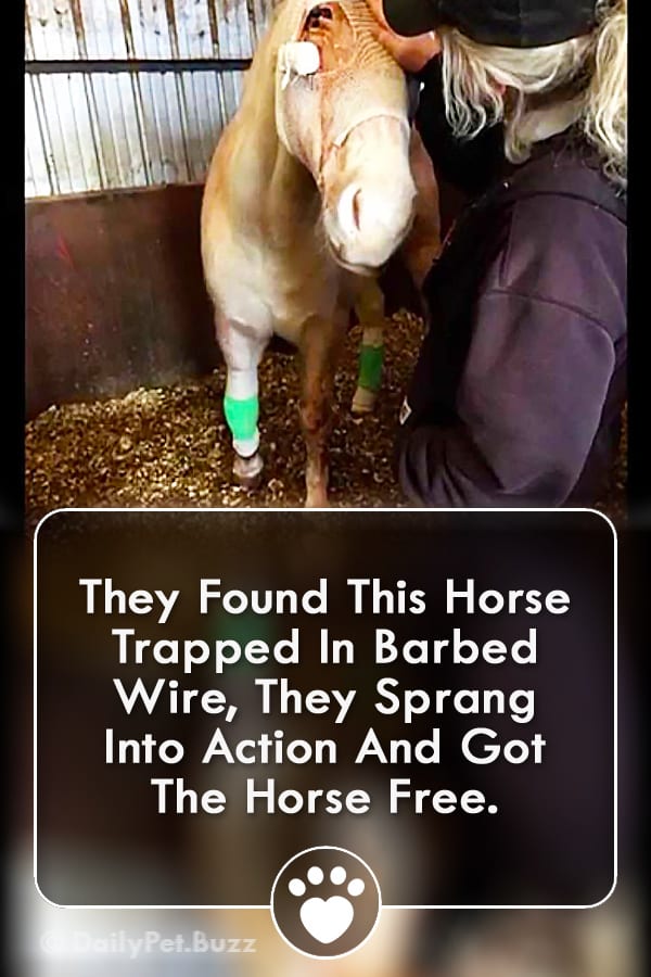They Found This Horse Trapped In Barbed Wire, They Sprang Into Action And Got The Horse Free.
