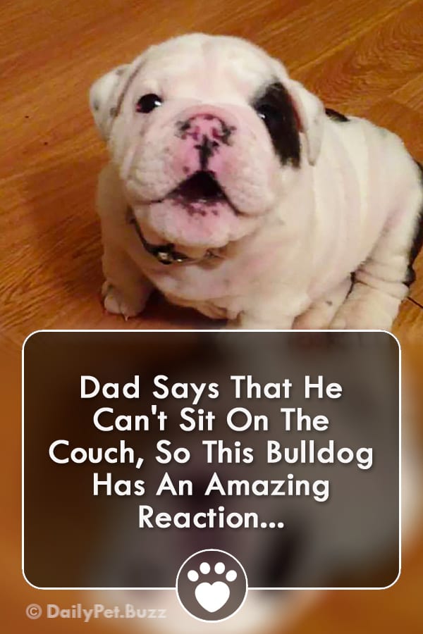 Dad Says That He Can\'t Sit On The Couch, So This Bulldog Has An Amazing Reaction...