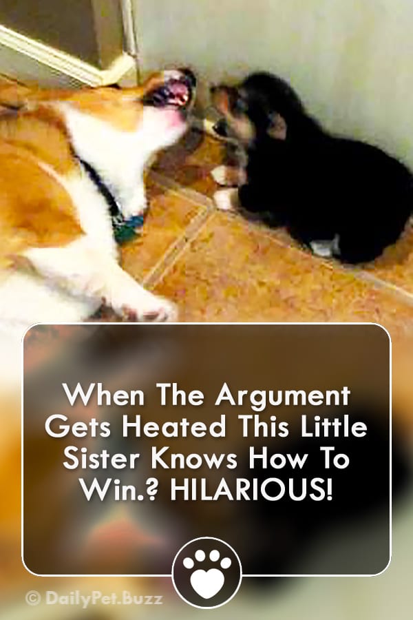 When The Argument Gets Heated This Little Sister Knows How To Win? HILARIOUS!