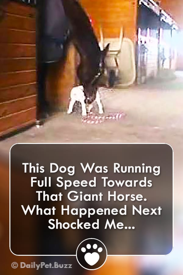 This Dog Was Running Full Speed Towards That Giant Horse. What Happened Next Shocked Me...