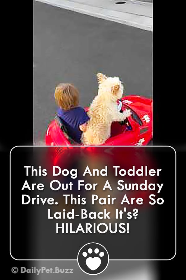 This Dog And Toddler Are Out For A Sunday Drive. This Pair Are So Laid-Back It\'s? HILARIOUS!