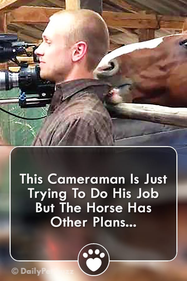 This Cameraman Is Just Trying To Do His Job But The Horse Has Other Plans...