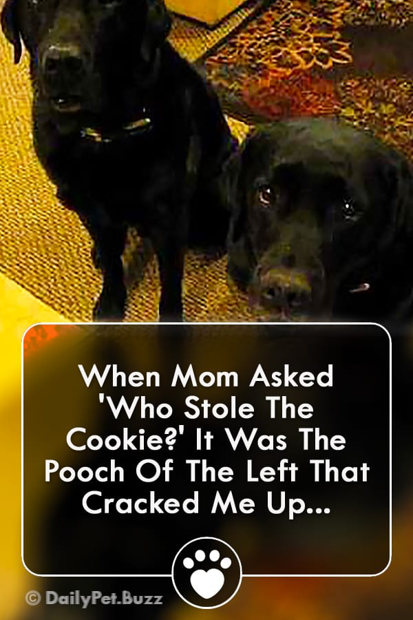 When Mom Asked \'Who Stole The Cookie?\' It Was The Pooch Of The Left That Cracked Me Up...