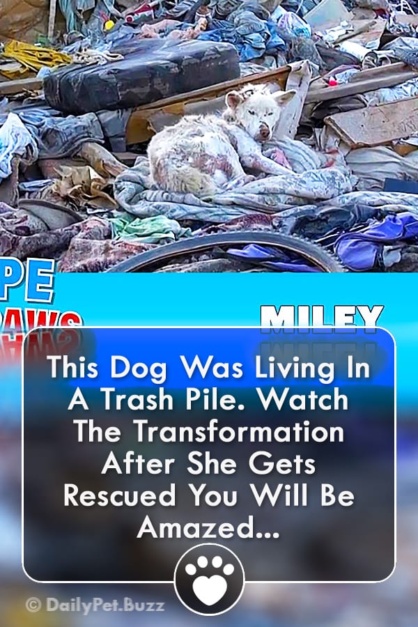 This Dog Was Living In A Trash Pile. Watch The Transformation After She Gets Rescued You Will Be Amazed...