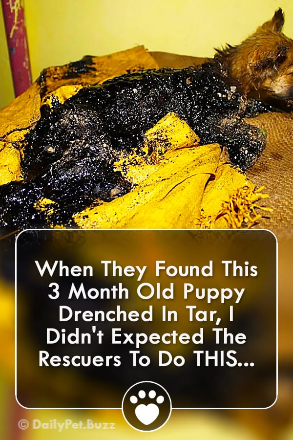 When They Found This 3 Month Old Puppy Drenched In Tar, I Didn\'t Expected The Rescuers To Do THIS...