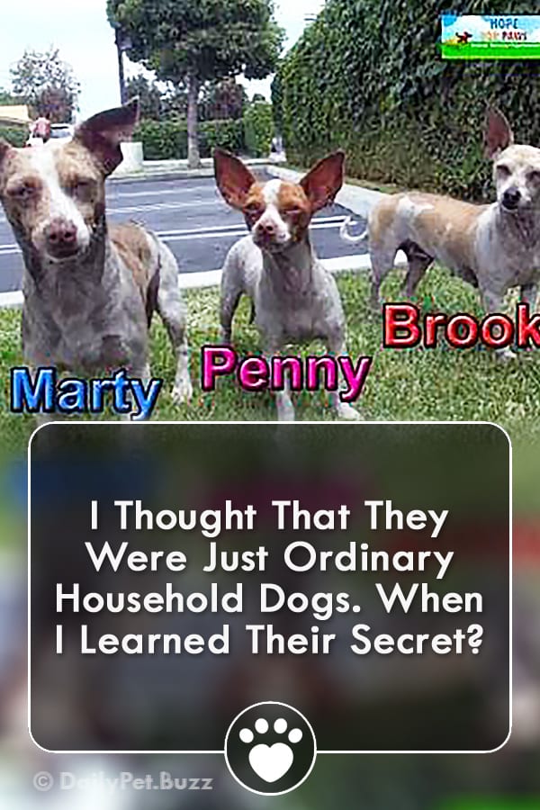 I Thought That They Were Just Ordinary Household Dogs. When I Learned Their Secret?