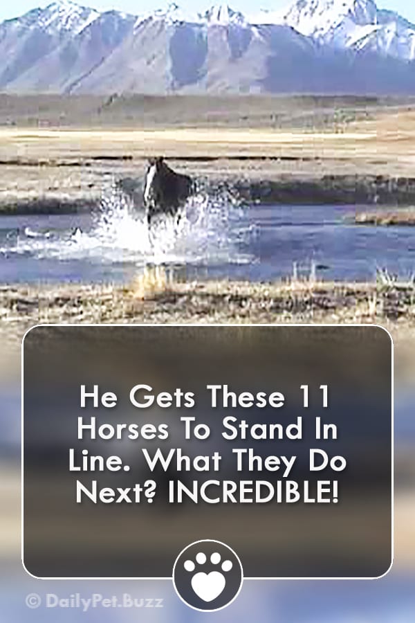 He Gets These 11 Horses To Stand In Line. What They Do Next? INCREDIBLE!
