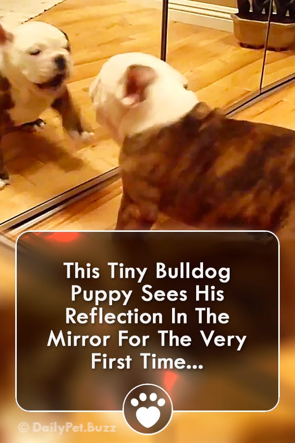 This Tiny Bulldog Puppy Sees His Reflection In The Mirror For The Very First Time...