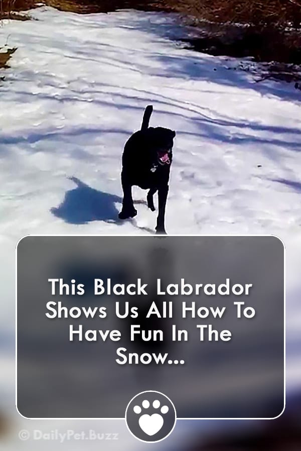 This Black Labrador Shows Us All How To Have Fun In The Snow...