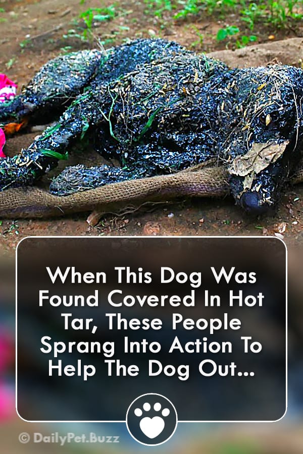 When This Dog Was Found Covered In Hot Tar, These People Sprang Into Action To Help The Dog Out...