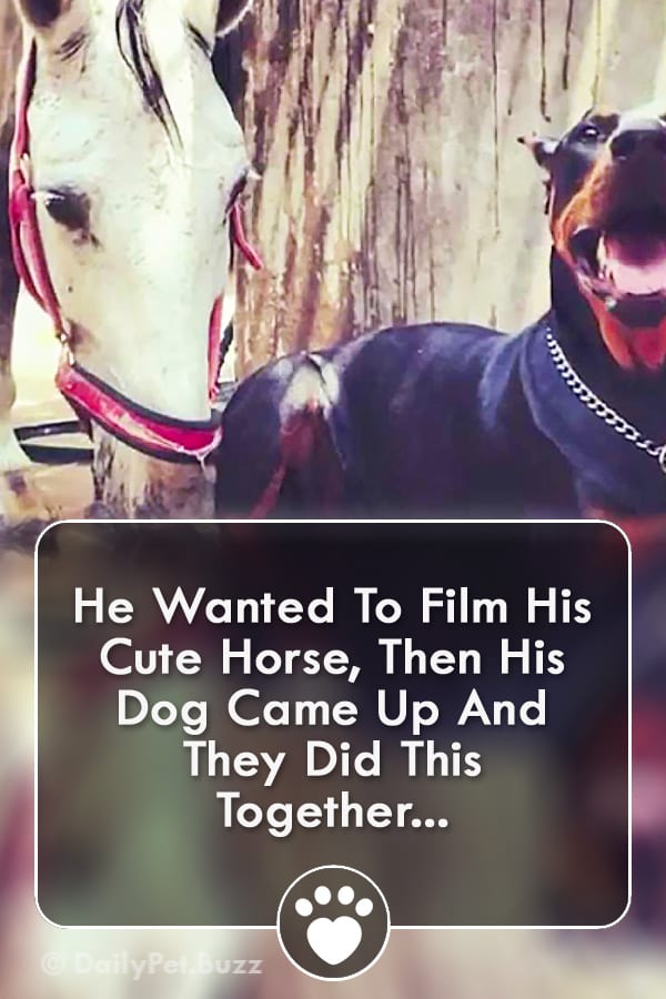 He Wanted To Film His Cute Horse, Then His Dog Came Up And They Did This Together...