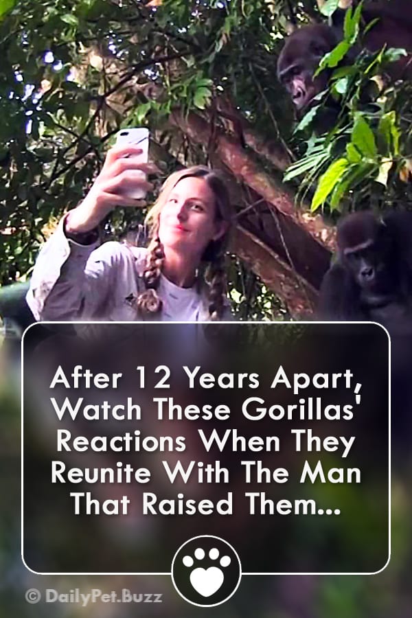 After 12 Years Apart, Watch These Gorillas\' Reactions When They Reunite With The Man That Raised Them...