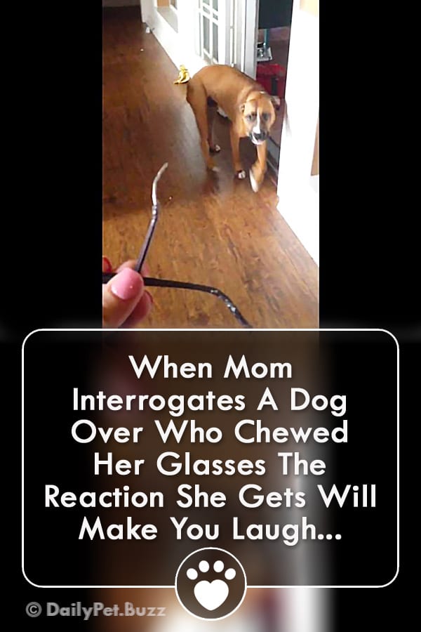 When Mom Interrogates A Dog Over Who Chewed Her Glasses The Reaction She Gets Will Make You Laugh!