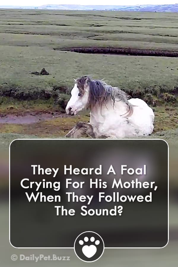 They Heard A Foal Crying For His Mother, When They Followed The Sound?