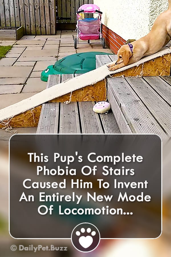 This Pup\'s Complete Phobia Of Stairs Caused Him To Invent An Entirely New Mode Of Locomotion...