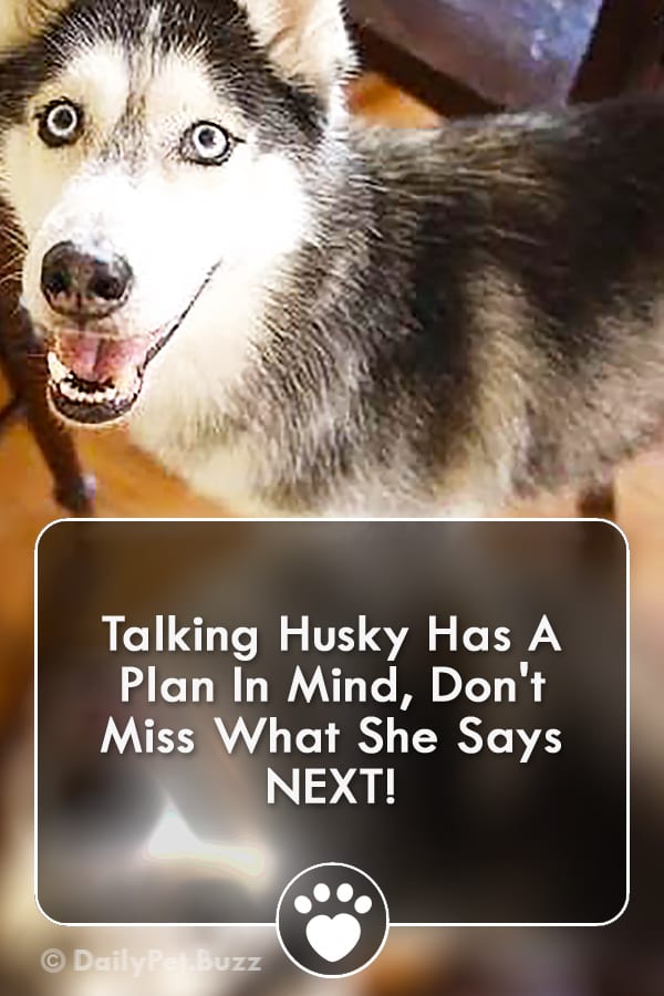 Talking Husky Has A Plan In Mind, Don\'t Miss What She Says NEXT!
