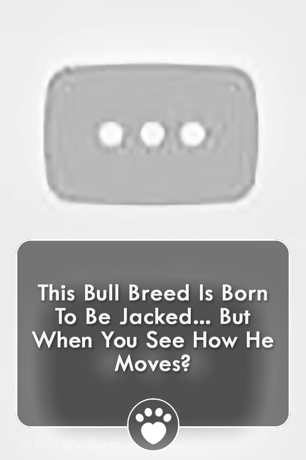 This Bull Breed Is Born To Be Jacked... But When You See How He Moves?