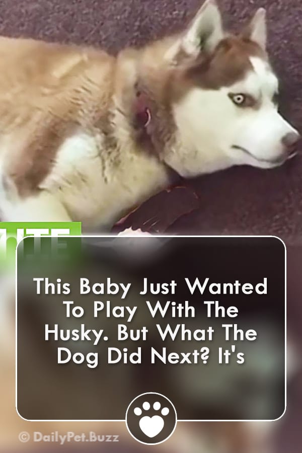 This Baby Just Wanted To Play With The Husky. But What The Dog Did Next? It\'s