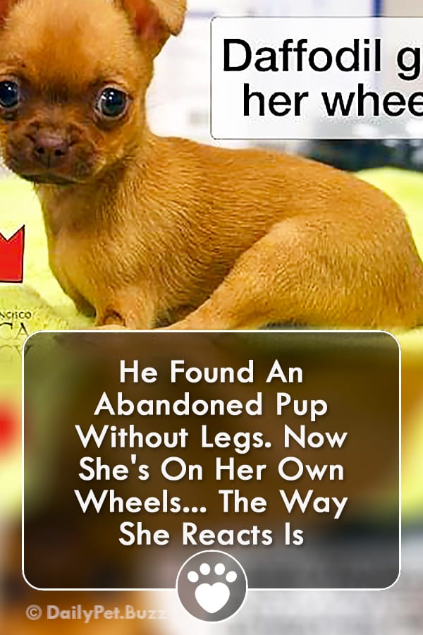 He Found An Abandoned Pup Without Legs. Now She\'s On Her Own Wheels... The Way She Reacts Is