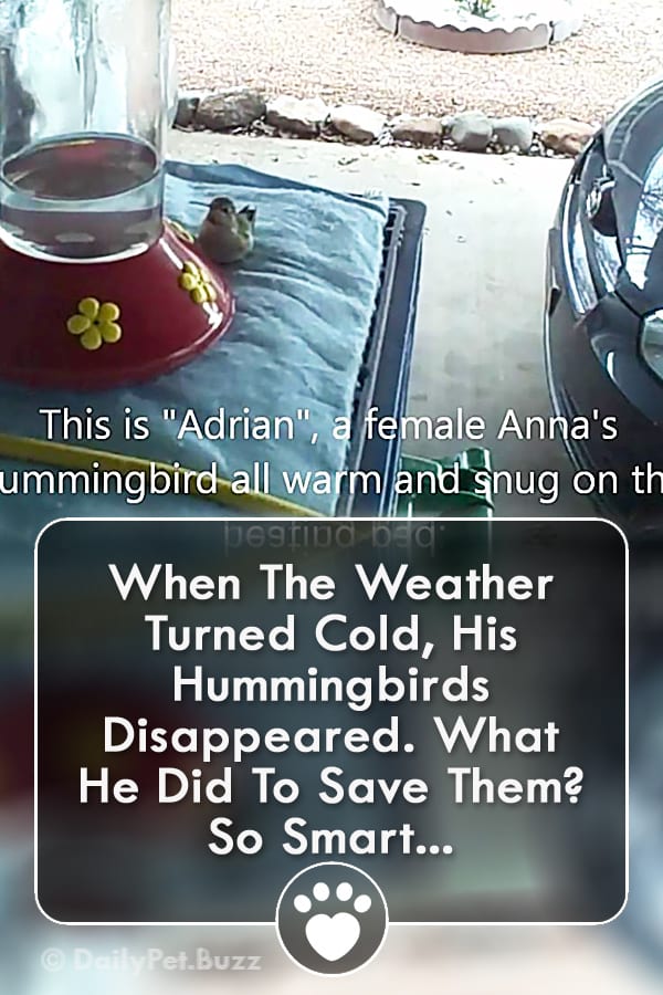 When The Weather Turned Cold, His Hummingbirds Disappeared. What He Did To Save Them? So Smart...