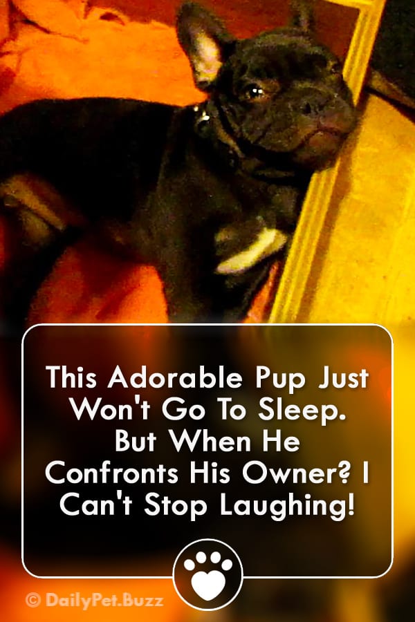 This Adorable Pup Just Won\'t Go To Sleep. But When He Confronts His Owner? I Can\'t Stop Laughing!