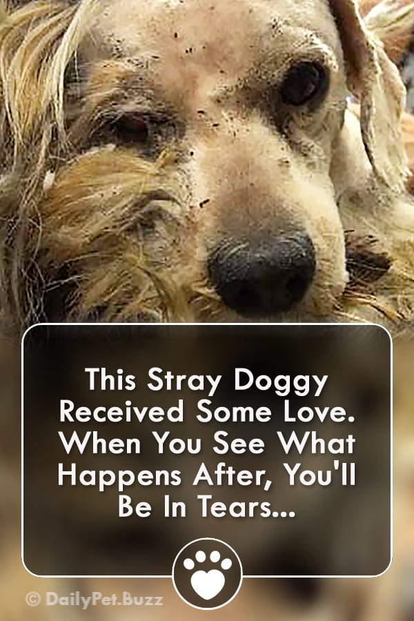 This Stray Doggy Received Some Love. When You See What Happens After, You\'ll Be In Tears...