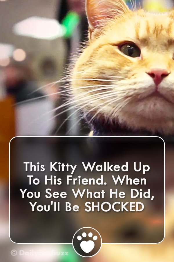 This Kitty Walked Up To His Friend. When You See What He Did, You\'ll Be SHOCKED
