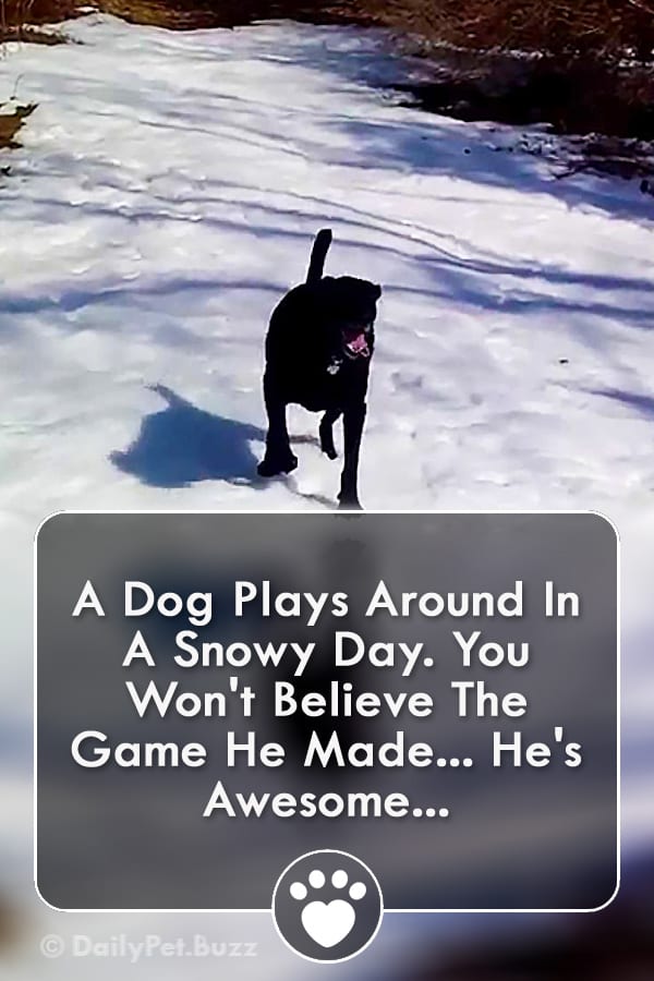 A Dog Plays Around In A Snowy Day. You Won\'t Believe The Game He Made... He\'s Awesome...