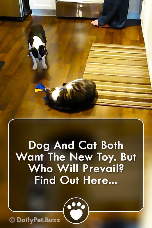 Dog And Cat Both Want The New Toy. But Who Will Prevail? Find Out Here...